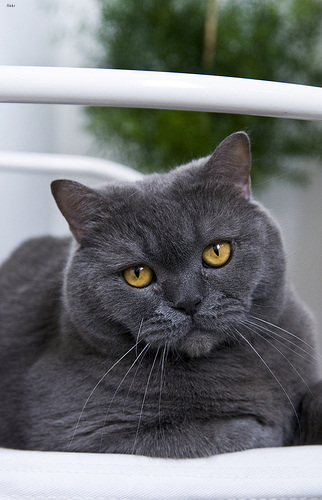 Lost British Shorthair black named Pumpkin in Vancouver