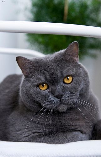Lost British Shorthair black and white named Tiger in Cornwall