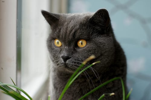 Lost British Shorthair white named Misty in Saguenay