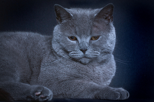 Smokey