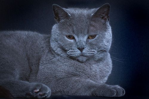 Lost British Shorthair cream named Lily in Surrey