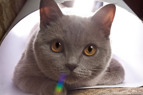 Lost British Shorthair grey tabby named Mittens in Drummondville