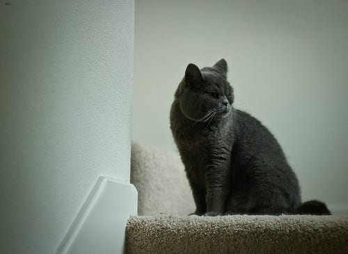 Lost British Shorthair grey tabby named Tiger in Orillia