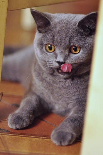 Lost British Shorthair grey named Misty in Brossard