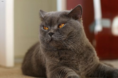 Lost British Shorthair grey tabby named Mittens in Fredericton