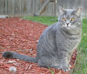 Lost British Shorthair calico named Oscar in Toronto