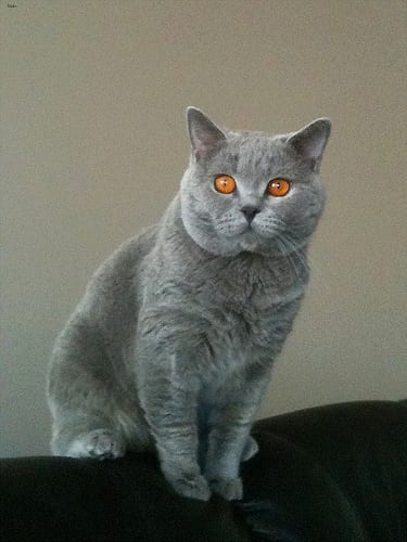 Lost British Shorthair calico named Nala in Ottawa