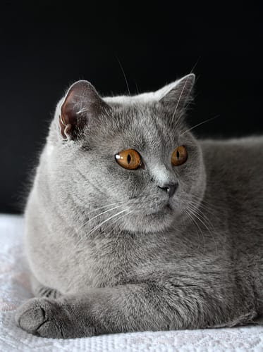 Lost British Shorthair black and white named Shadow in Shawinigan