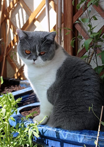 Lost British Shorthair grey named Lola in Orillia