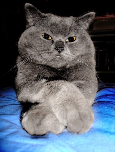 Lost British Shorthair white named Chloe in Grand Falls-Windsor