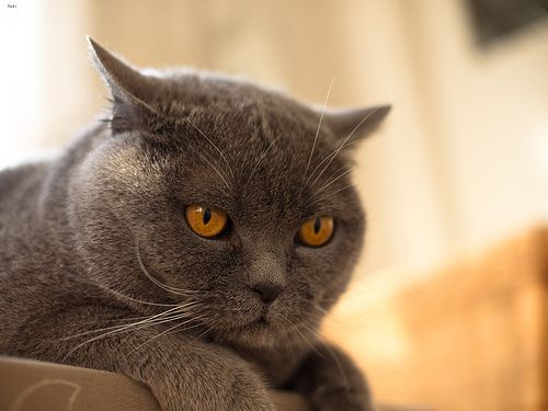 Lost British Shorthair black and white named Felix in Fort St. John
