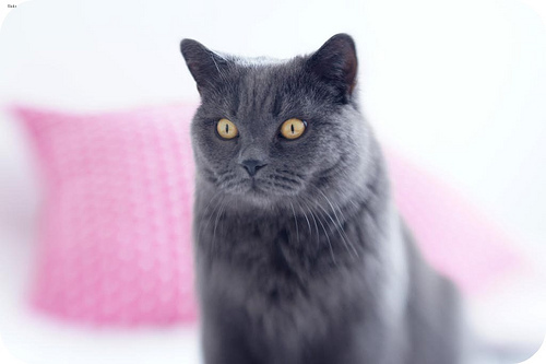 Lost British Shorthair calico named Cleo in Vancouver