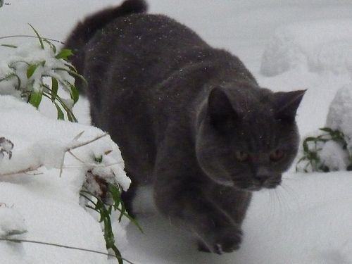 Lost British Shorthair black named Toby in Winkler