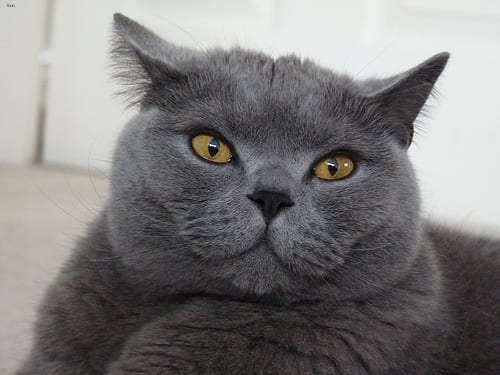 Lost British Shorthair white named Tiger in Vancouver
