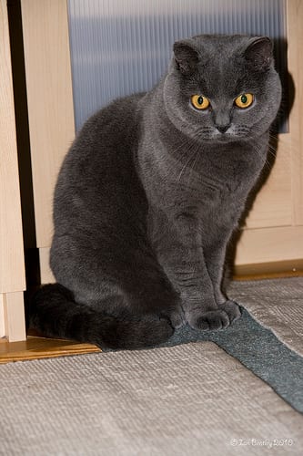 Lost British Shorthair orange tabby named Chloe in Selkirk