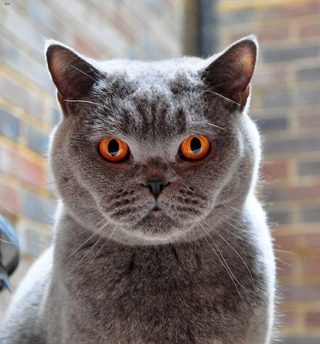 Lost British Shorthair cream named Misty in New Westminster