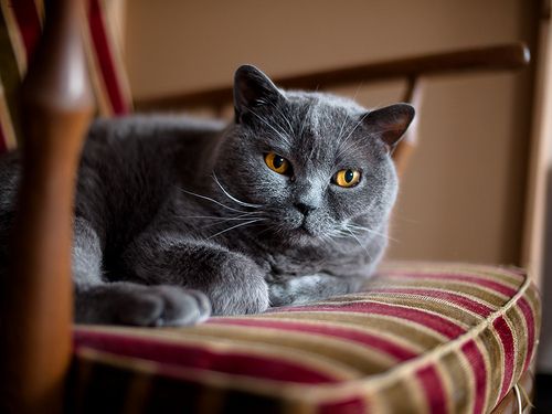 Lost British Shorthair white named Pumpkin in Brampton