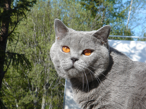 Lost British Shorthair calico named Willow in Chatham-Kent