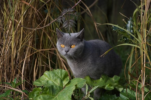 Lost British Shorthair tabby named Oreo in Calgary
