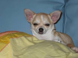 Lost Chihuahua black and white named Piper in Montréal