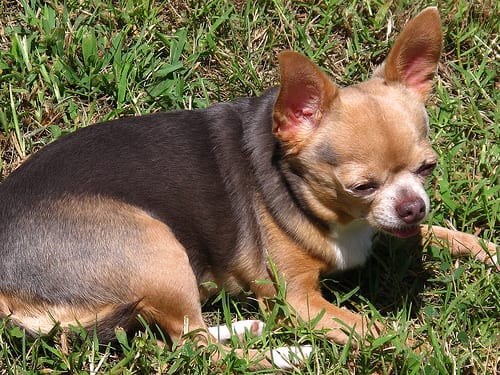 Lost Chihuahua black and white named Nala in Red Deer