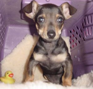 Lost Chihuahua tan named Zoey in Burlington