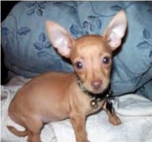 Lost Chihuahua brown and white named Roxy in Thunder Bay