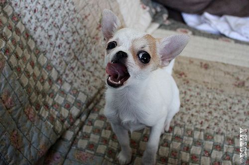 Lost Chihuahua brown named Zoey in Dauphin