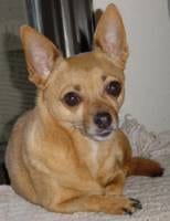 Lost Chihuahua brown and white named Daisy in Vancouver