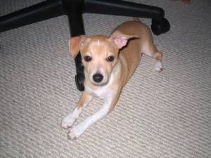 Lost Chihuahua chocolate named Tucker in Lethbridge