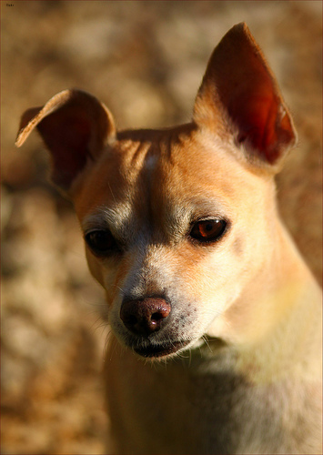 Tucker