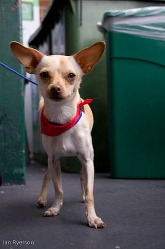 Lost Chihuahua black and white named Leo in North Battleford