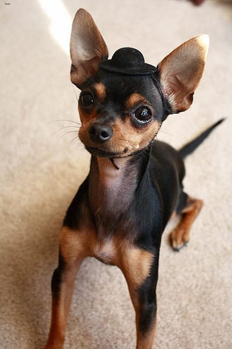 Lost Chihuahua chocolate named Buddy in Toronto