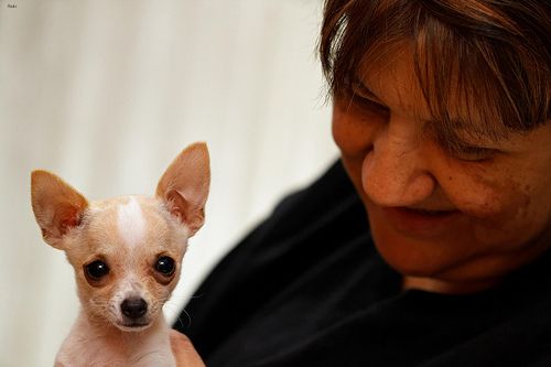 Lost Chihuahua black named Nala in Kamloops