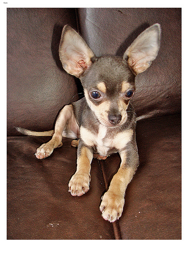 Lost Chihuahua tan named Daisy in London