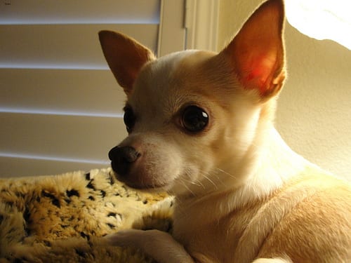 Lost Chihuahua golden named Finn in Port Moody