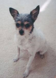 Lost Chihuahua tan named Lucy in Oakville