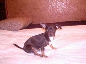 Lost Chihuahua black named Winston in Trois-Rivières