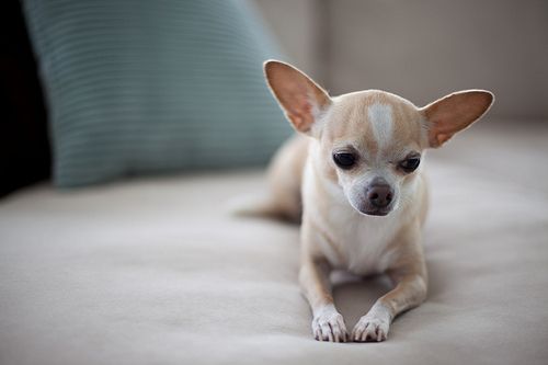 Lost Chihuahua tan named Bentley in Terrebonne