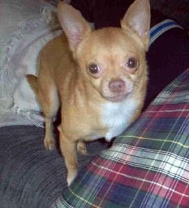 Lost Chihuahua golden named Cooper in Calgary