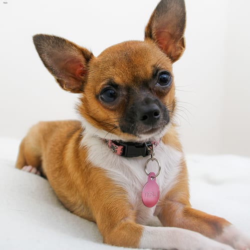 Lost Chihuahua tan named Luna in Kitchener