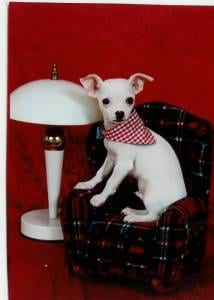 Lost Chihuahua golden named Milo in Orillia