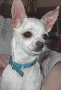 Lost Chihuahua chocolate named Oliver in Toronto