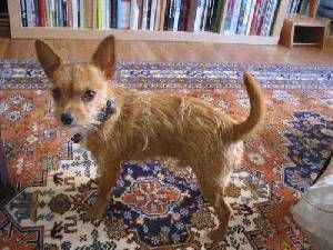 Lost Chihuahua brown named Finn in Portage la Prairie