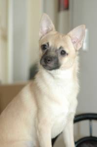 Lost Chihuahua tan named Duke in Fort McMurray