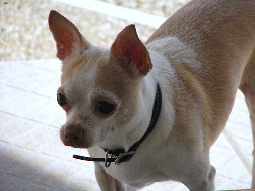 Lost Chihuahua white named Duke in Ottawa