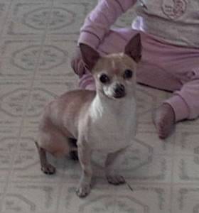 Lost Chihuahua chocolate named Roxy in Burlington