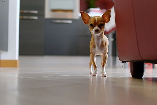 Lost Chihuahua white named Tucker in Calgary