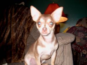 Lost Chihuahua grey named Bella in Weyburn