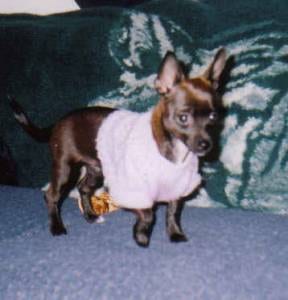 Lost Chihuahua brown named Lucy in London